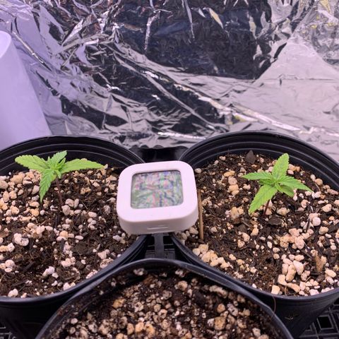 Segundo ciclo  #1 growlog timeline photo