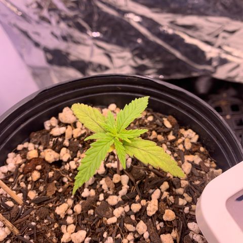 Segundo ciclo  #1 growlog timeline photo