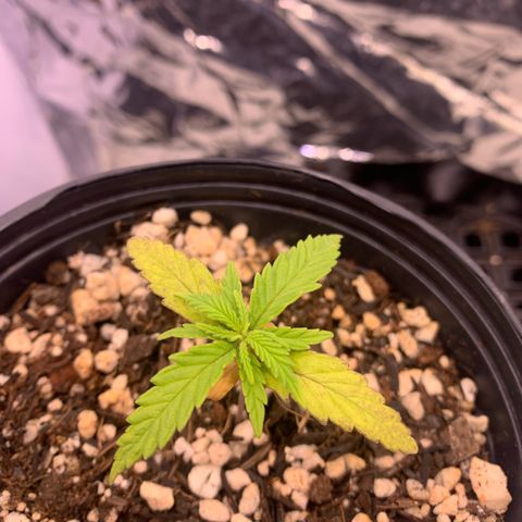 Segundo ciclo  #1 growlog timeline photo