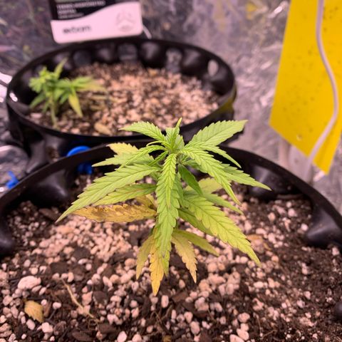 Segundo ciclo  #1 growlog timeline photo