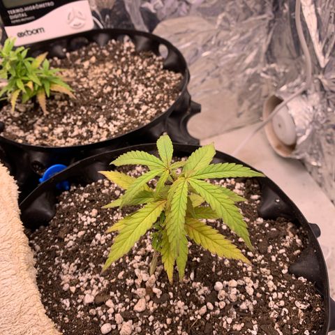 Segundo ciclo  #1 growlog timeline photo
