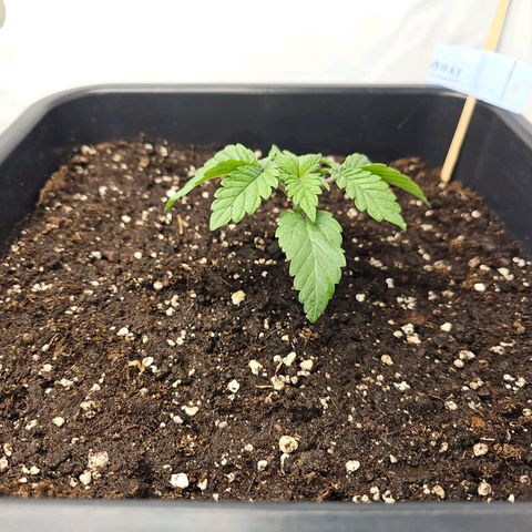 K Runtz growlog timeline photo