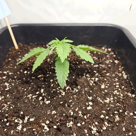 Malone growlog timeline photo