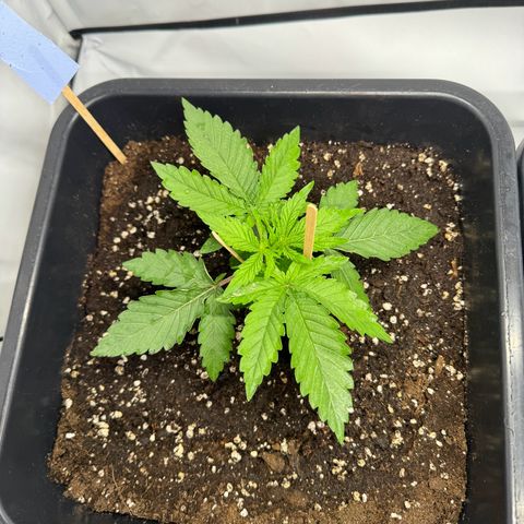 Malone growlog timeline photo