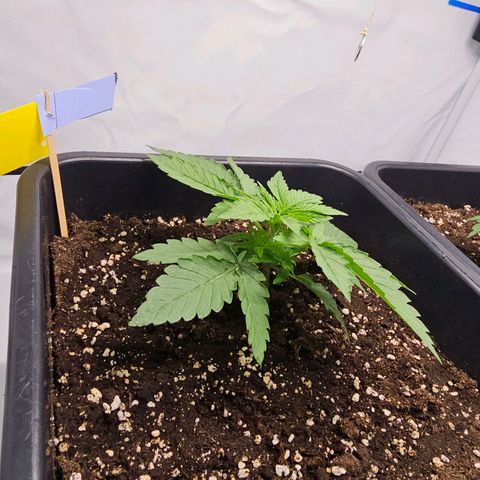 Malone growlog timeline photo