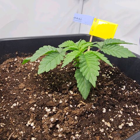K Runtz growlog timeline photo