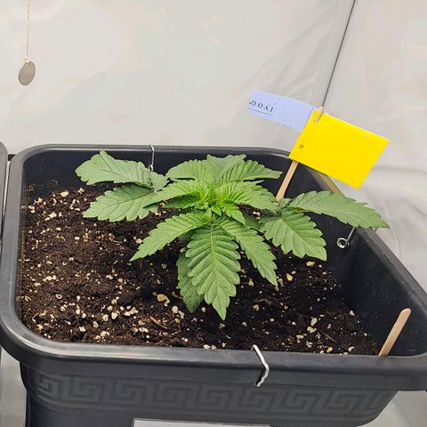 K Runtz growlog timeline photo