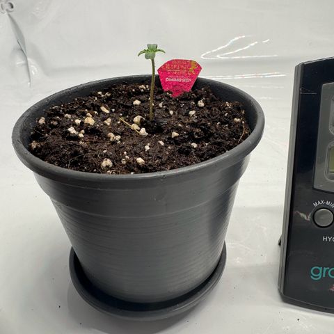 Malone growlog timeline photo