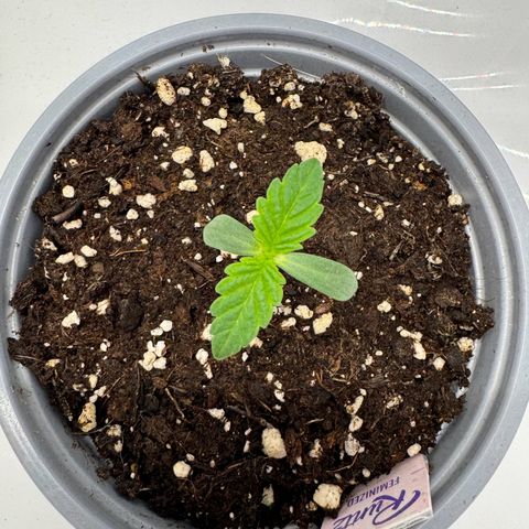 Malone growlog timeline photo