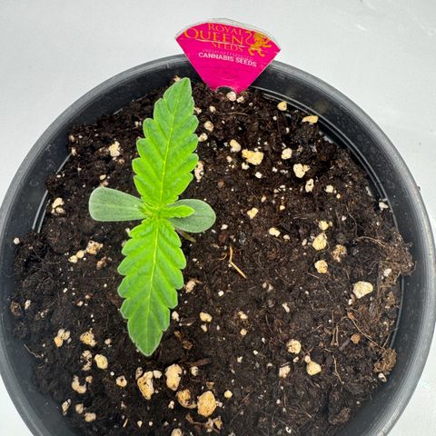 Malone growlog timeline photo