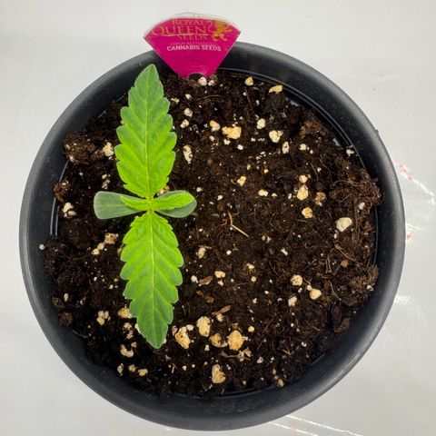 Malone growlog timeline photo