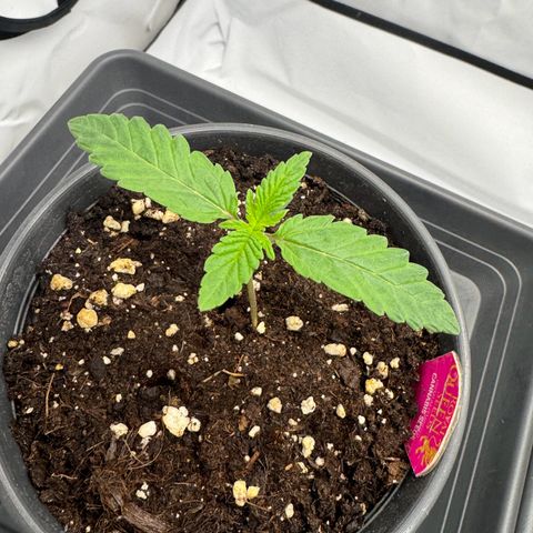 Malone growlog timeline photo