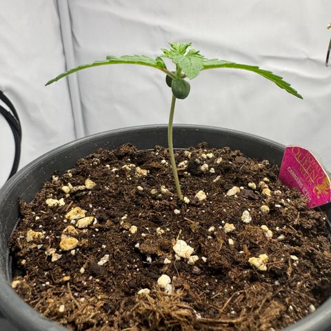 Malone growlog timeline photo