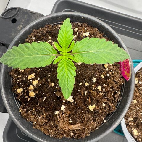 Malone growlog timeline photo