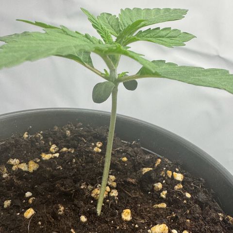Malone growlog timeline photo