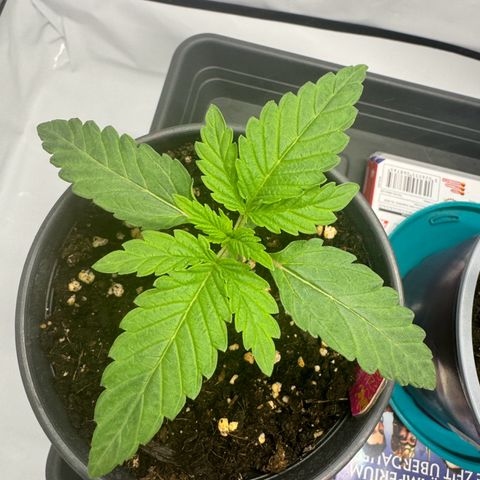 Malone growlog timeline photo