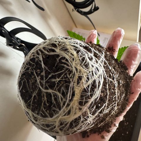 Malone growlog timeline photo
