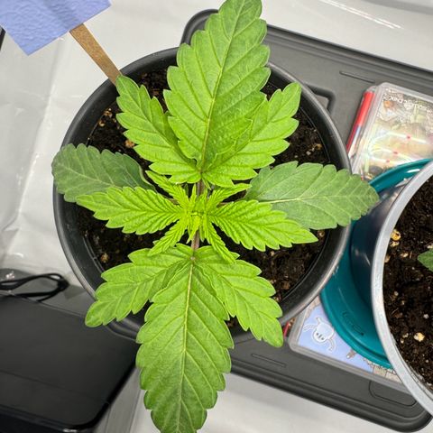 Malone growlog timeline photo