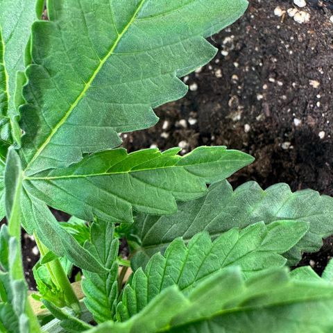 Malone growlog timeline photo