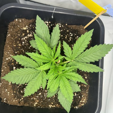 Malone growlog timeline photo