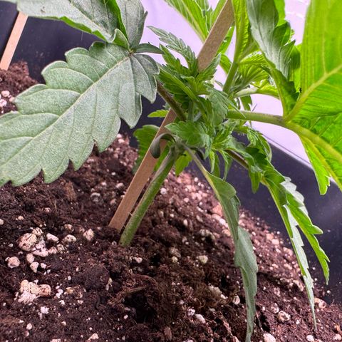Malone growlog timeline photo