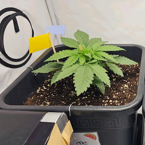 Malone growlog timeline photo
