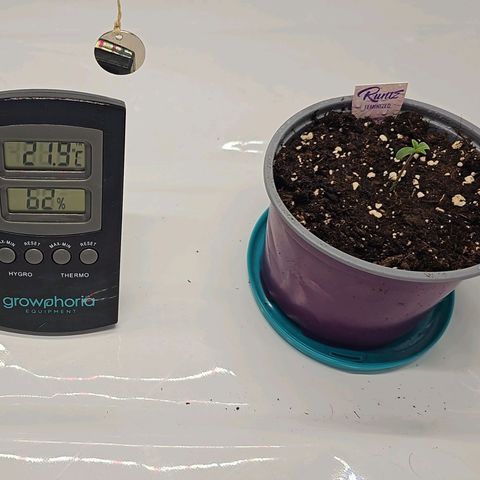 K Runtz growlog timeline photo