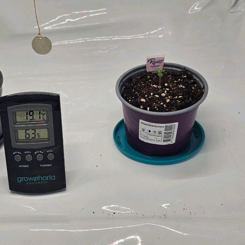 K Runtz growlog timeline photo