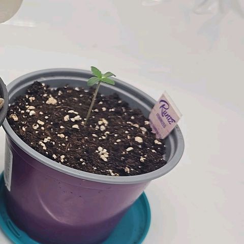 K Runtz growlog timeline photo