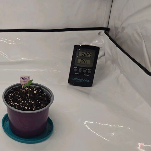 K Runtz growlog timeline photo