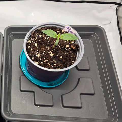 K Runtz growlog timeline photo