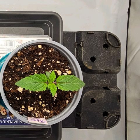 K Runtz growlog timeline photo