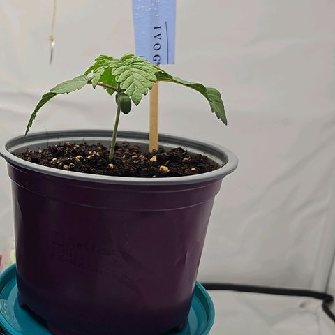 K Runtz growlog timeline photo