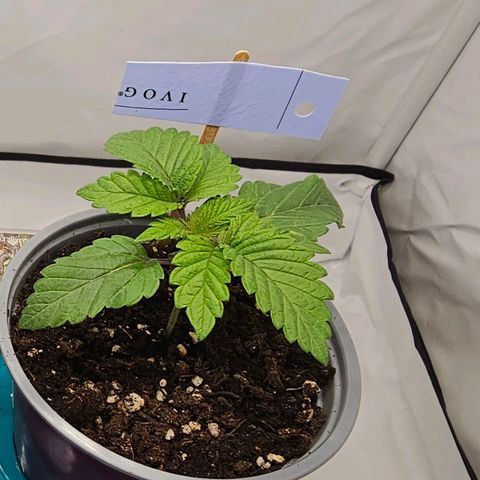 K Runtz growlog timeline photo