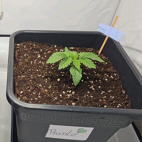 K Runtz growlog timeline photo