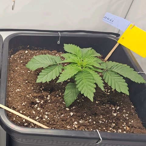 K Runtz growlog timeline photo