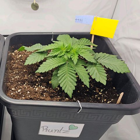 K Runtz growlog timeline photo