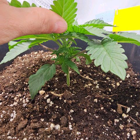 K Runtz growlog timeline photo