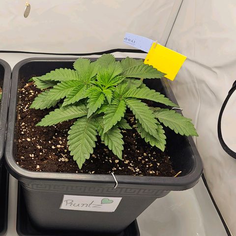 K Runtz growlog timeline photo