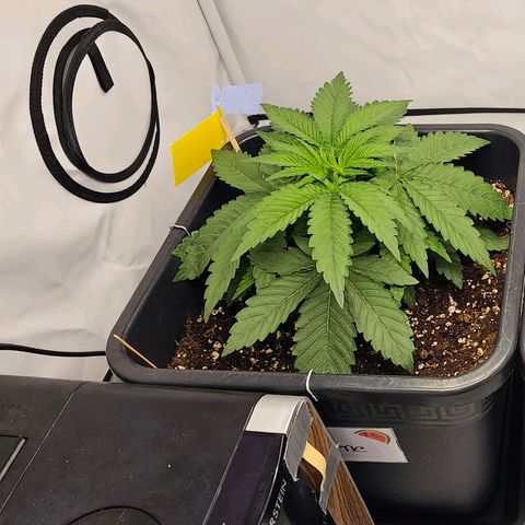 Malone growlog timeline photo