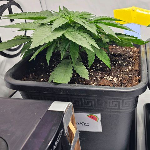 Malone growlog timeline photo