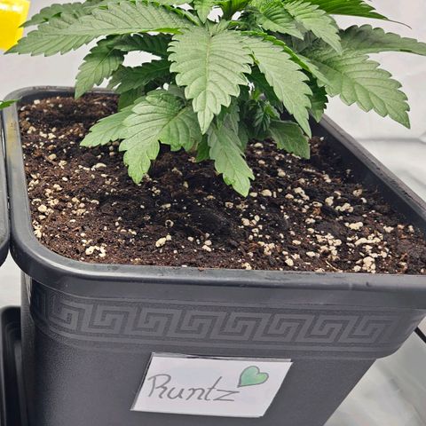 K Runtz growlog timeline photo