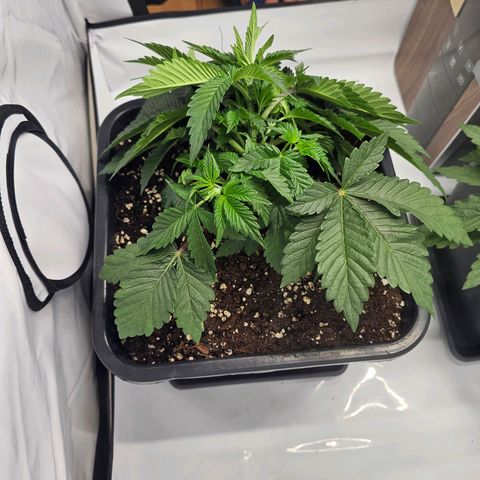 K Runtz growlog timeline photo