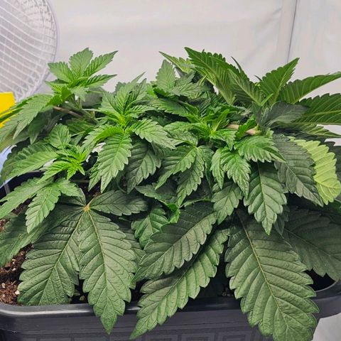 K Runtz growlog timeline photo