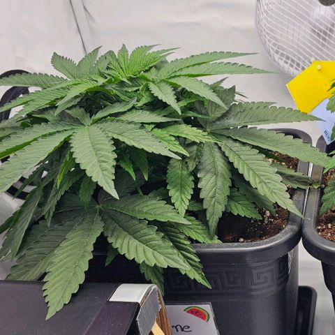 Malone growlog timeline photo