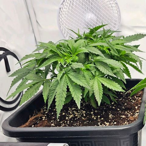 Malone growlog timeline photo