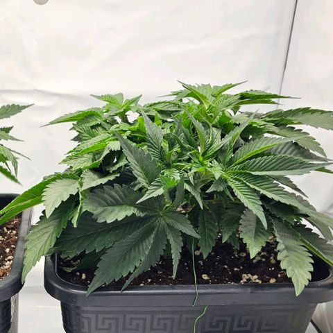 K Runtz growlog timeline photo