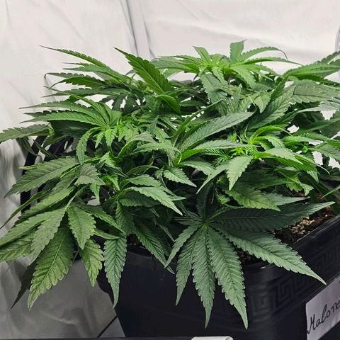 Malone growlog timeline photo