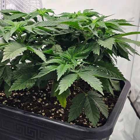 K Runtz growlog timeline photo