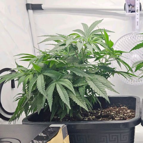 Malone growlog timeline photo